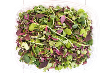 The Future of Farming: Why Microgreens Are Leading the Way in Sustainable Agriculture