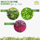Sattvishtik's Green Haven Elevate Your Microgreen Experience with Our Unveiled Elements