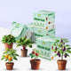 DIY Plant Grow Kit