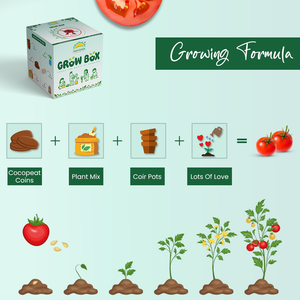 PACK OF 5 : Tomato , lettuce , Capsicum , Cherry Tomato , Beetroot. [Mega Salad Combo]