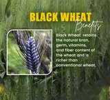 Naturally Grown Black Wheat